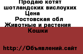 Продаю котят шотландских вислоухих  › Цена ­ 2 000 - Ростовская обл. Животные и растения » Кошки   